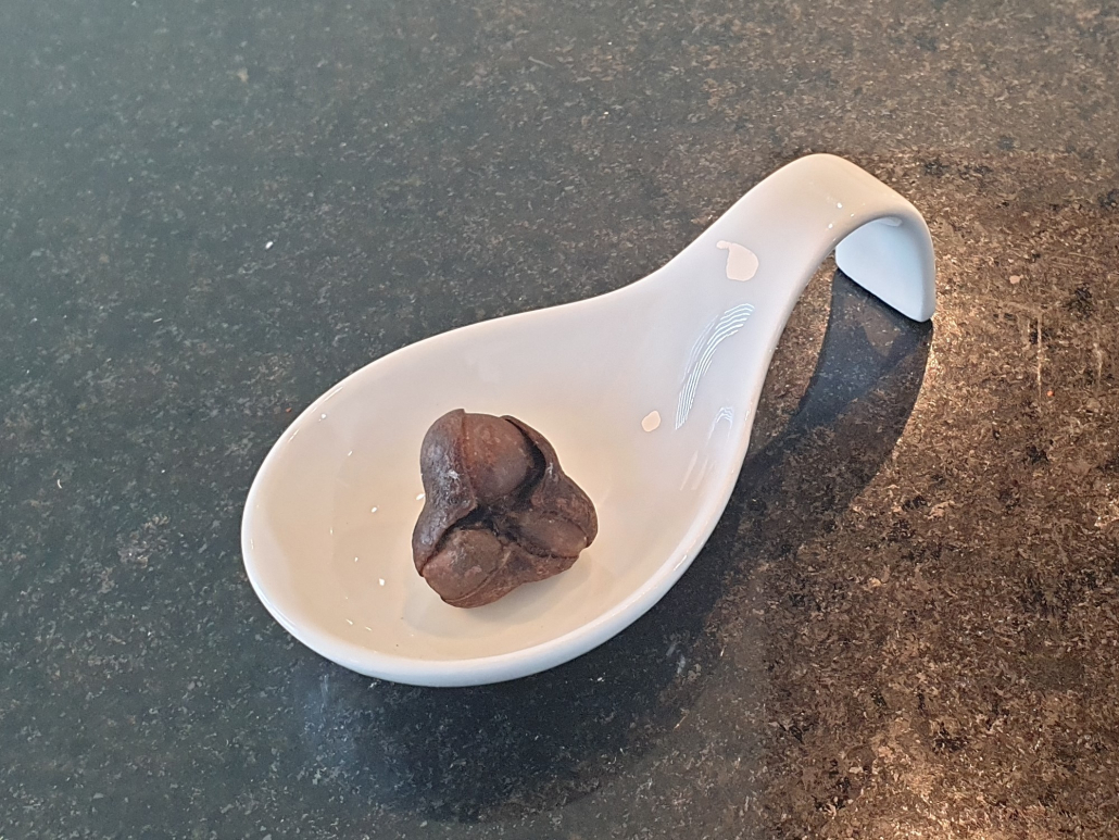 Fresh from the bush: Pod of three tea seeds